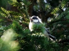 Parus major