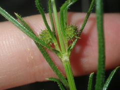 Opercularia vaginata