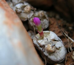 Conophytum chrisocruxum