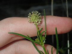 Opercularia vaginata