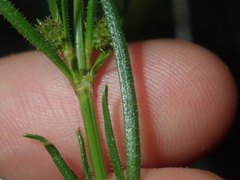 Opercularia vaginata