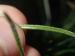 Opercularia vaginata