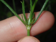 Opercularia vaginata