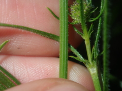 Opercularia vaginata