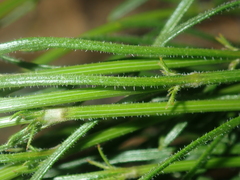 Opercularia vaginata