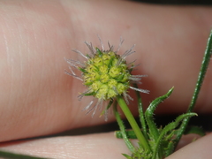 Opercularia vaginata