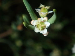 Monotaxis bracteata