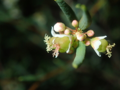 Monotaxis bracteata