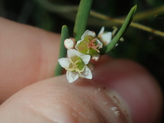 Monotaxis bracteata