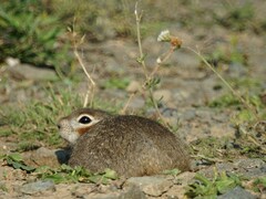 Spermophilus erythrogenys