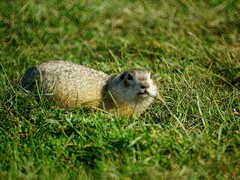 Spermophilus erythrogenys