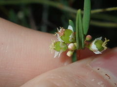 Monotaxis bracteata