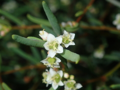 Monotaxis bracteata