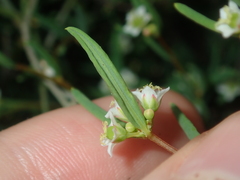 Monotaxis bracteata