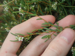 Monotaxis bracteata