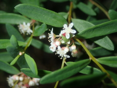 Monotaxis bracteata
