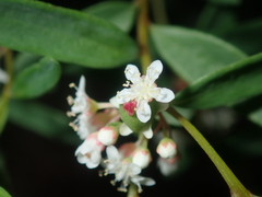 Monotaxis bracteata