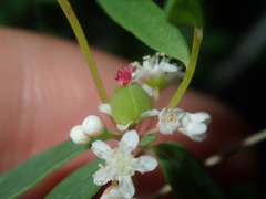 Monotaxis bracteata