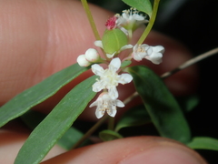 Monotaxis bracteata