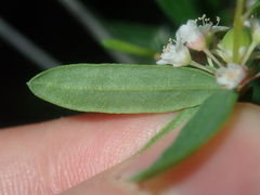 Monotaxis bracteata