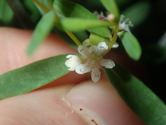 Monotaxis bracteata