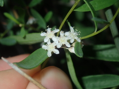 Monotaxis bracteata