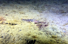 Acentrogobius pflaumii