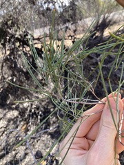 Hakea stenophylla