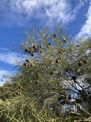 Hakea stenophylla