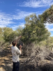 Hakea stenophylla