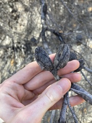 Hakea stenophylla
