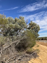 Hakea stenophylla
