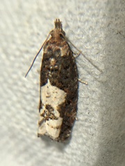 Epinotia trigonella