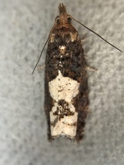 Epinotia trigonella