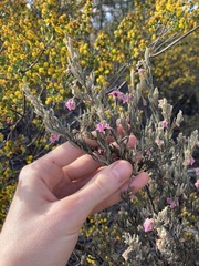 Guichenotia basivirida