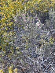 Guichenotia basivirida