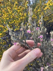 Guichenotia basivirida