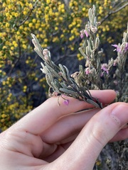 Guichenotia basivirida