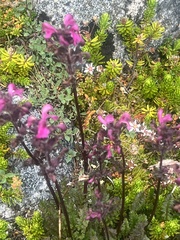 Pedicularis ornithorhynchos