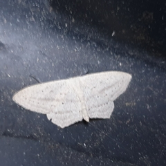 Scopula emutaria