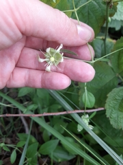 Silene baccifera