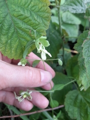 Silene baccifera
