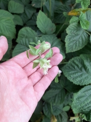 Silene baccifera