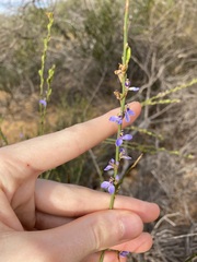 Comesperma scoparium