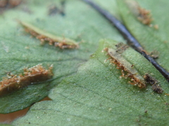 Hymenasplenium apogamum