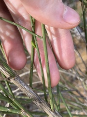 Comesperma scoparium