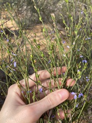 Comesperma scoparium
