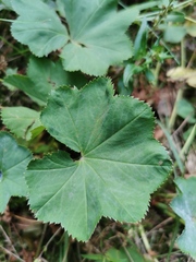 Alchemilla obtusa