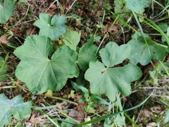 Alchemilla obtusa