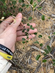 Stenanthemum complicatum